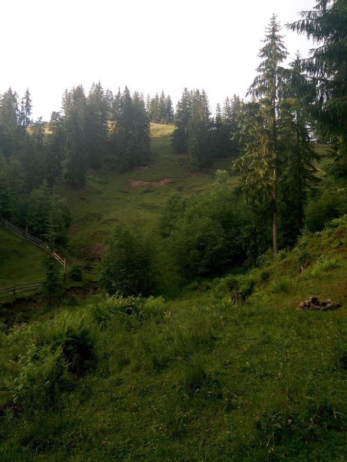 Pid Lisochkom *